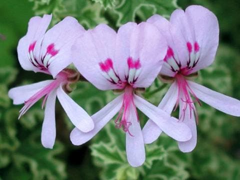 pelargonium 'Galway Star'