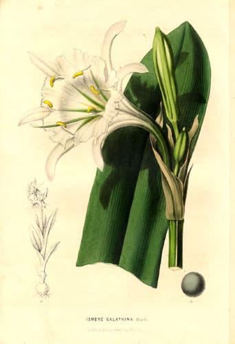 Peruvian daffodil