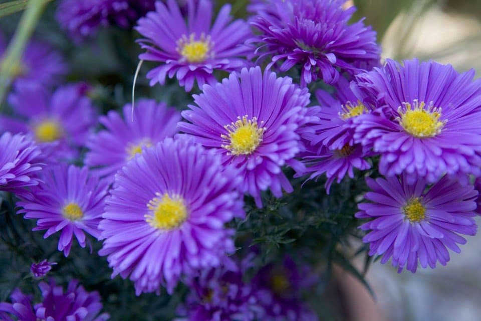 Michaelmas daisy 'Dasfour'