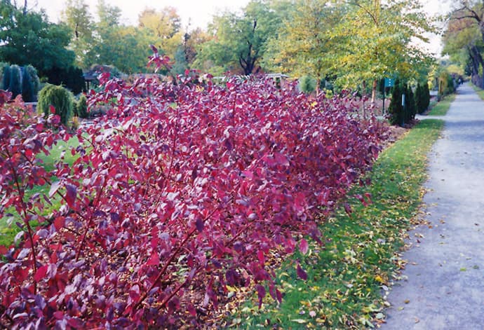 dogwood 'Siberian Pearls'