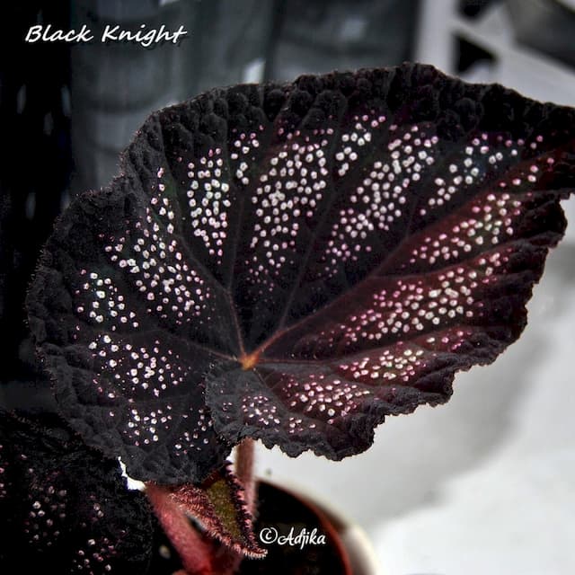 Begonia 'Black Knight'