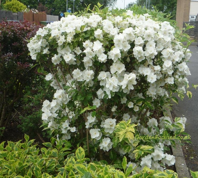 mock orange 'Virginal'