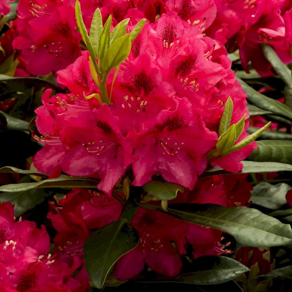 rhododendron 'Nova Zembla'