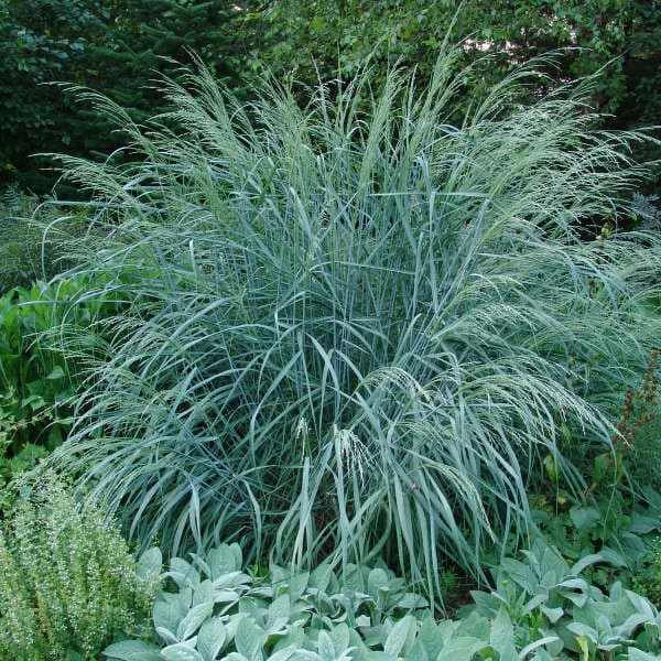 bitter switchgrass