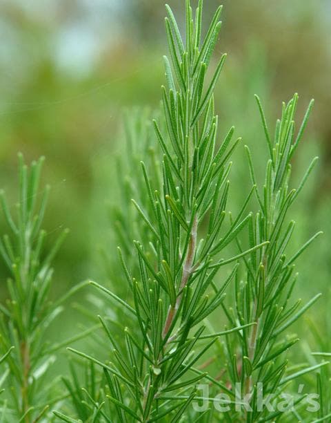 Rosemary 'Green Ginger'