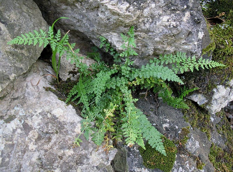 rock spleenwort