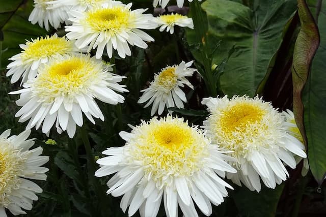 Leucanthemum 'Real Glory'