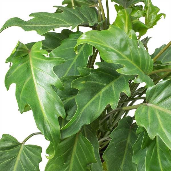 Philodendron 'Xanadu'