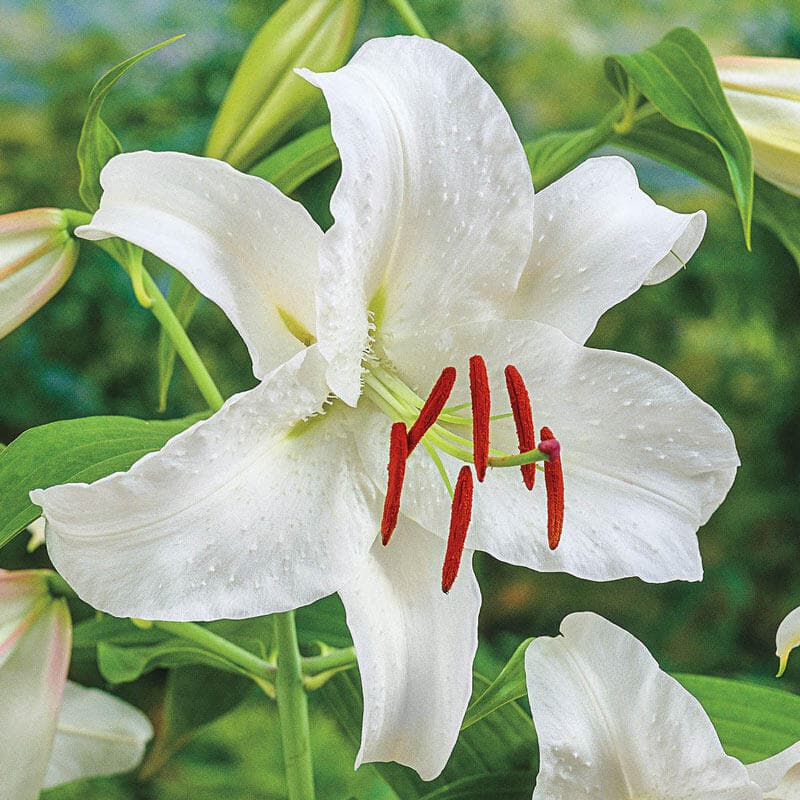 lily 'Casa Blanca'