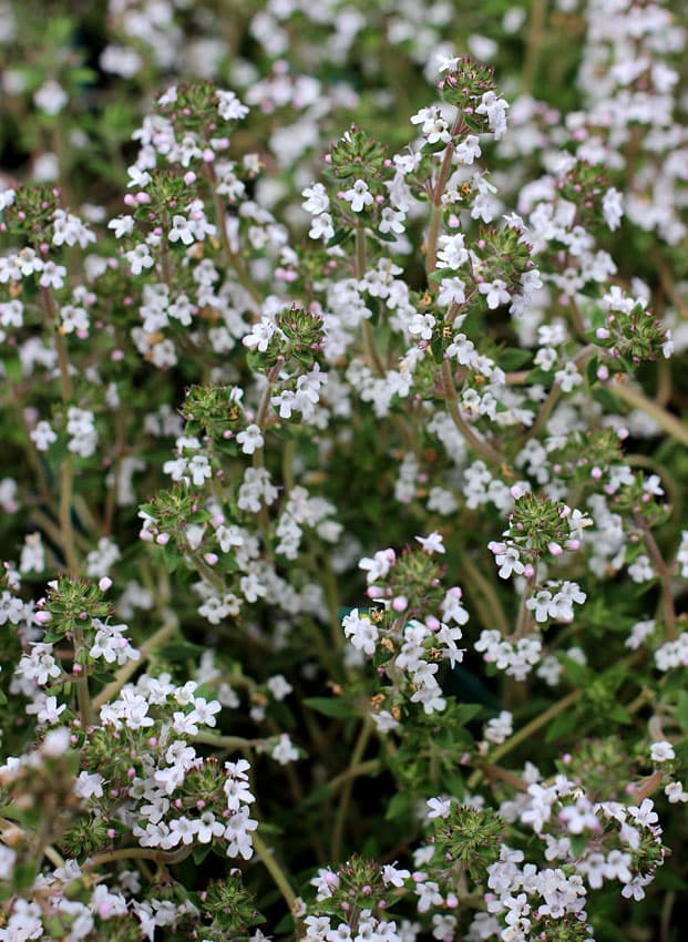 thyme 'Fragrantissimus'