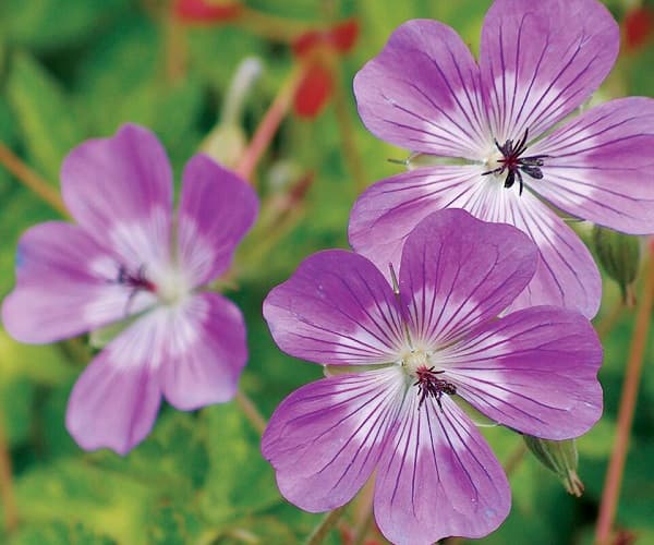 cranesbill 'Sylvia's Surprise'