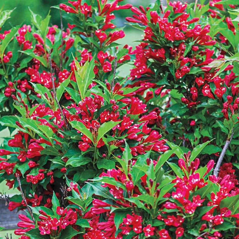 weigela 'Red Prince'