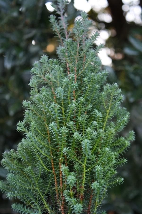 Southern White Cedar 'Rubicon'