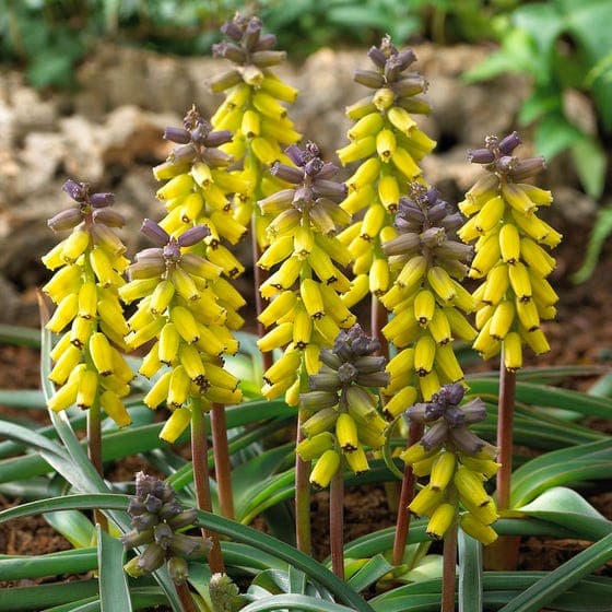 Yellow Grape-Hyacinth