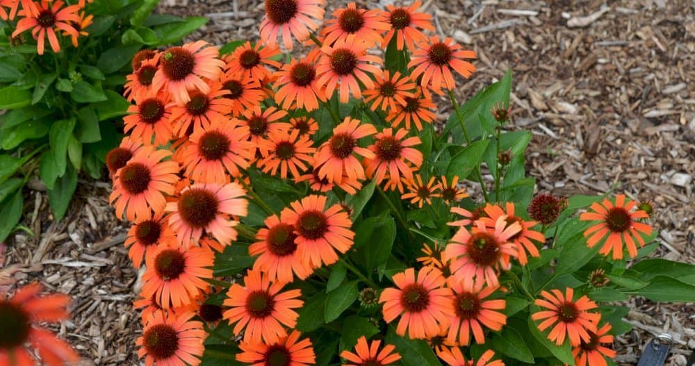 Coneflower 'Echor273'