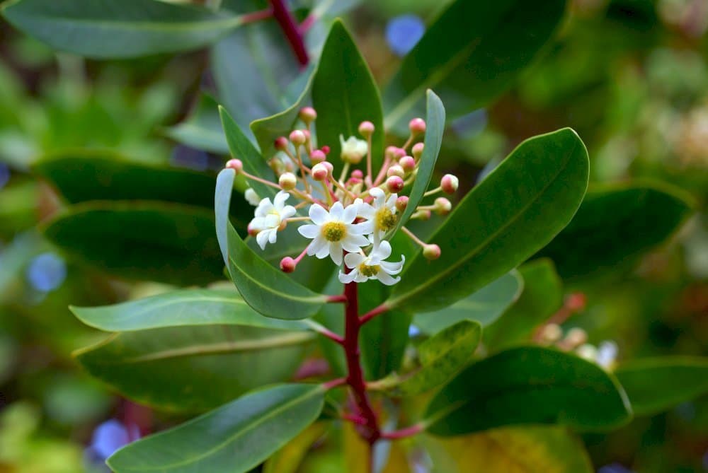 Drimys winteri 'Latifolia'