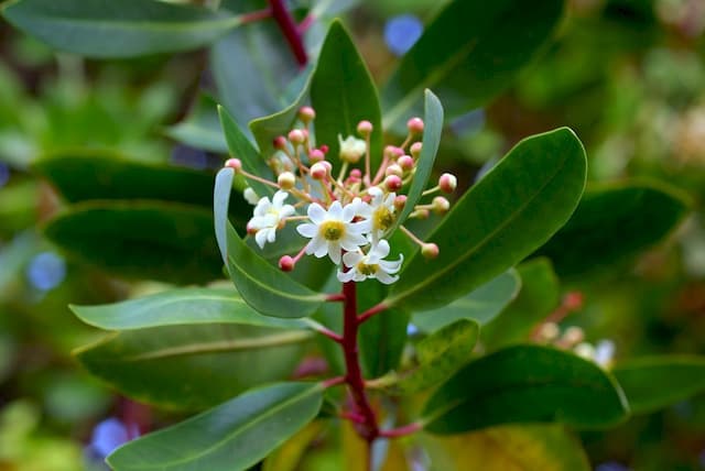 Drimys winteri 'Latifolia'