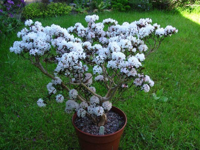 rhododendron 'Arctic Tern'