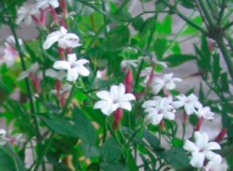 jasmine 'Inverleith'