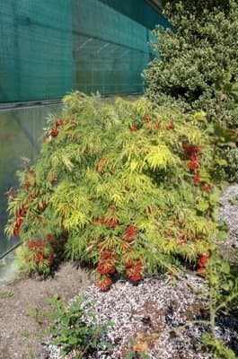 Elderberry 'Walfinb'