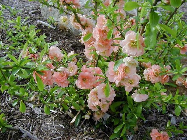 Japanese quince 'Cameo'