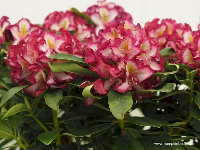 Rhododendron 'Hachmagic'