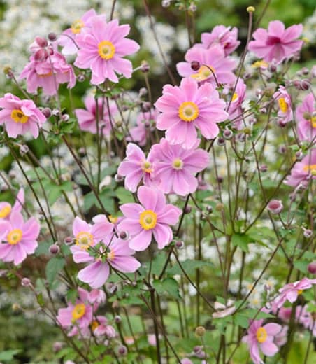 Japanese anemone 'Montrose'