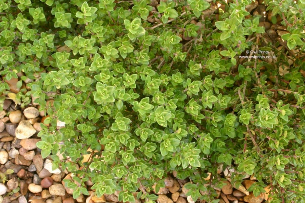 lemon thyme