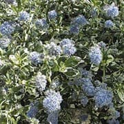 Californian lilac 'Silver Surprise'