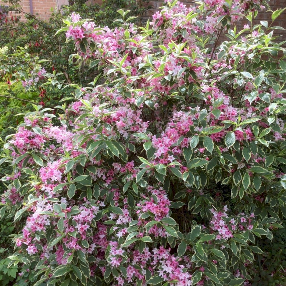 Old Fashioned Weigela 'Kosteriana Variegata'