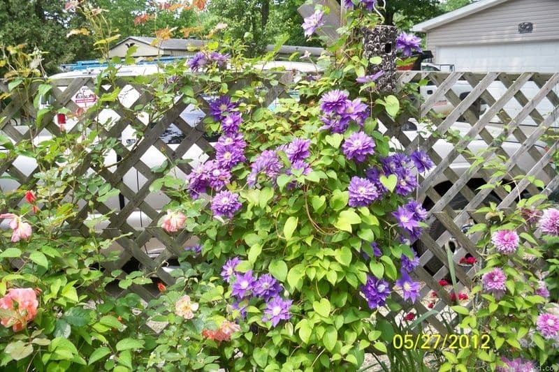 clematis 'Beauty of Worcester'