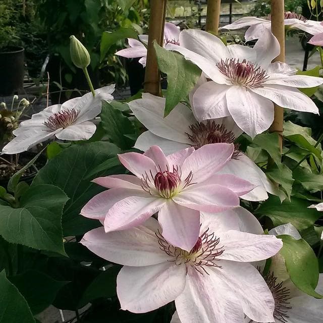 clematis 'Dawn'