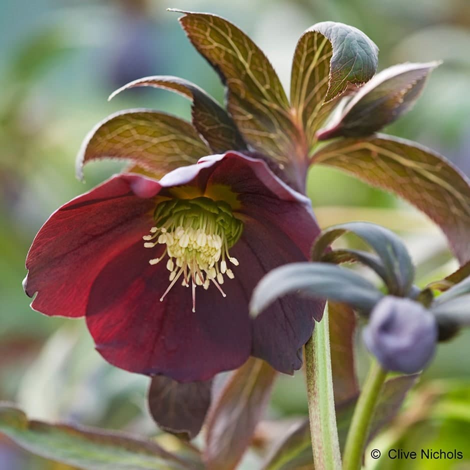 Helleborus 'Harvington Smokey Blues'