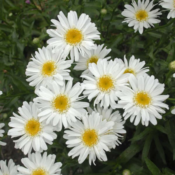 marguerite 'Edith'