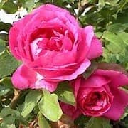 Rose [Sir Paul Smith]