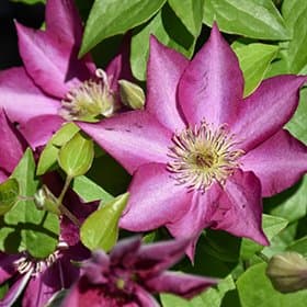 Clematis Tekla