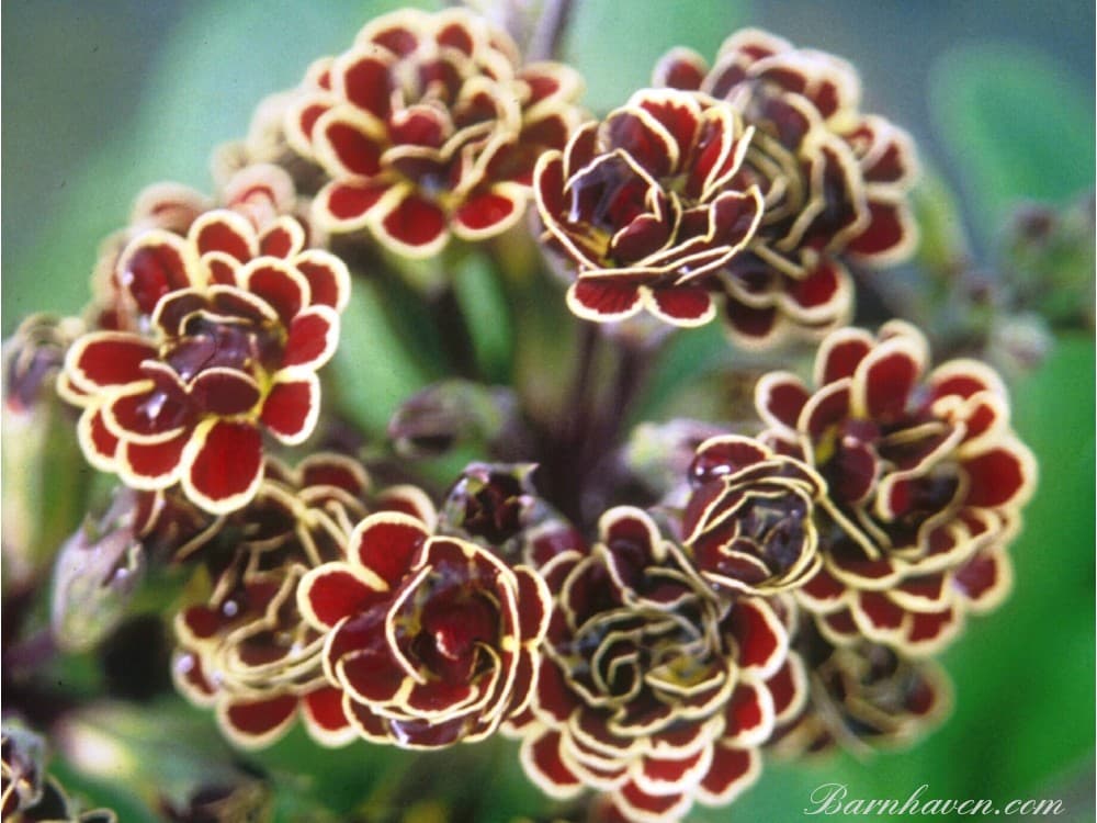 polyanthus 'Elizabeth Killelay'