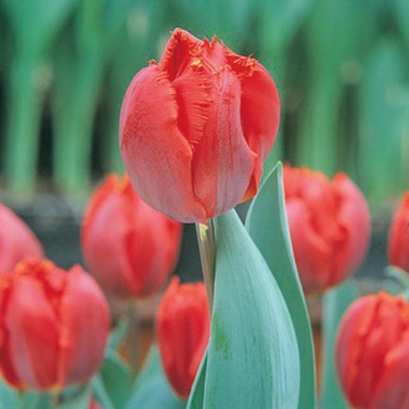 tulip 'Arma'