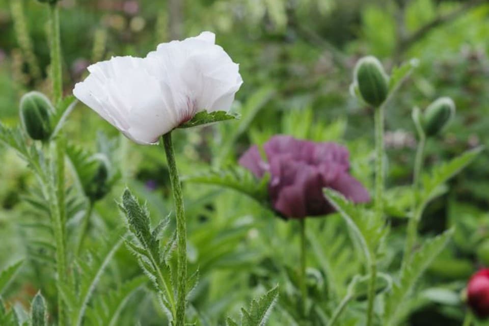 oriental poppy 'Perry's White'