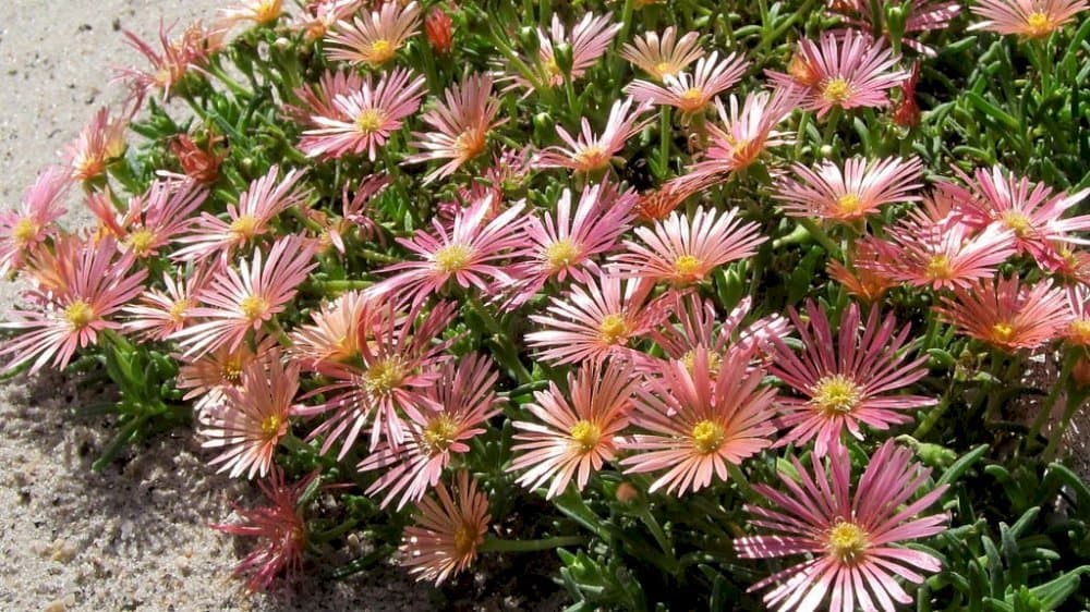 Ice plant