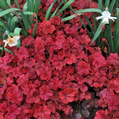 alum root 'Cherry Cola'