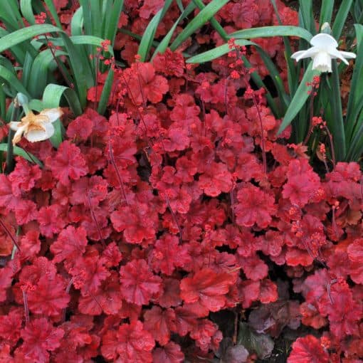 alum root 'Cherry Cola'