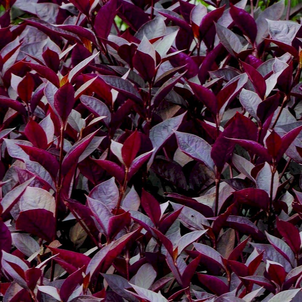 Ruby Leaf 'Purple Knight'