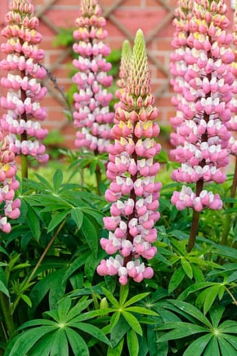 lupin 'The Chatelaine'