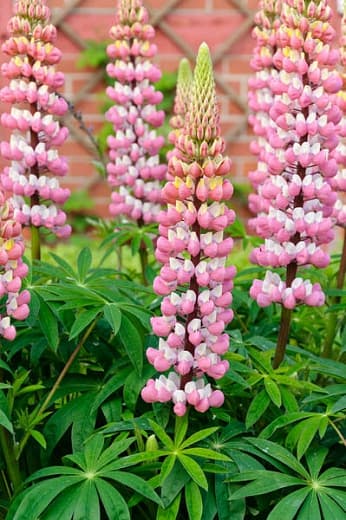 Lupin 'The Chatelaine'