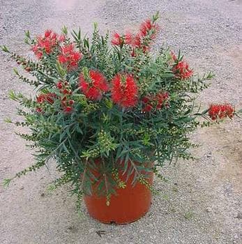 Callistemon 'Masotti Mini Red'