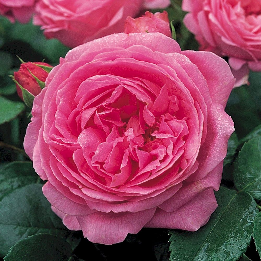 rose 'Louise Odier'