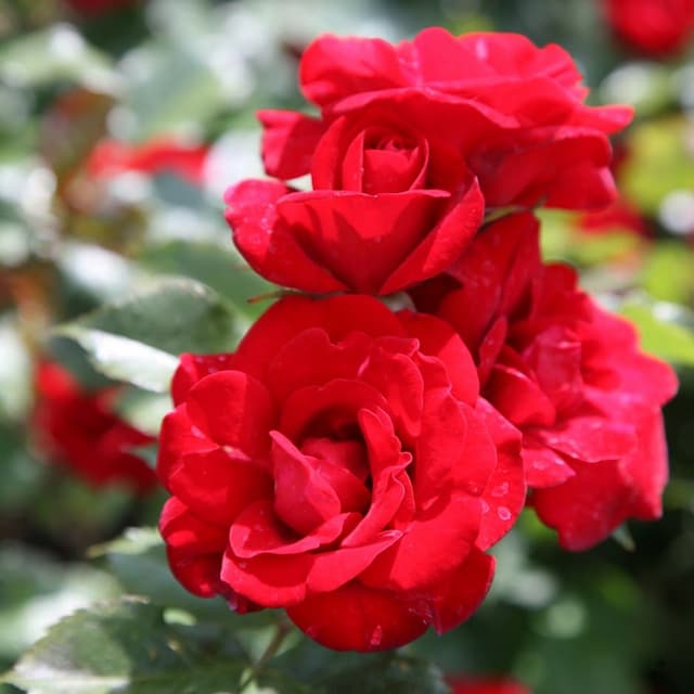 Rose [Ruby Anniversary]