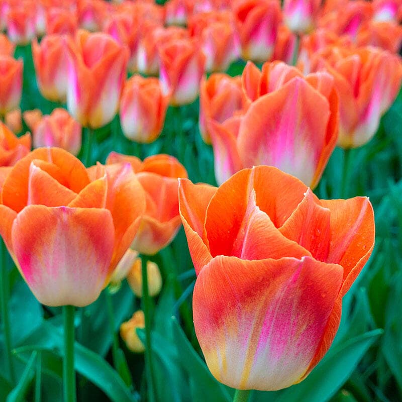 tulip 'Dynasty'