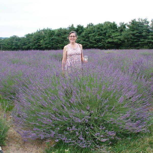 Lavender 'Phenomenal'